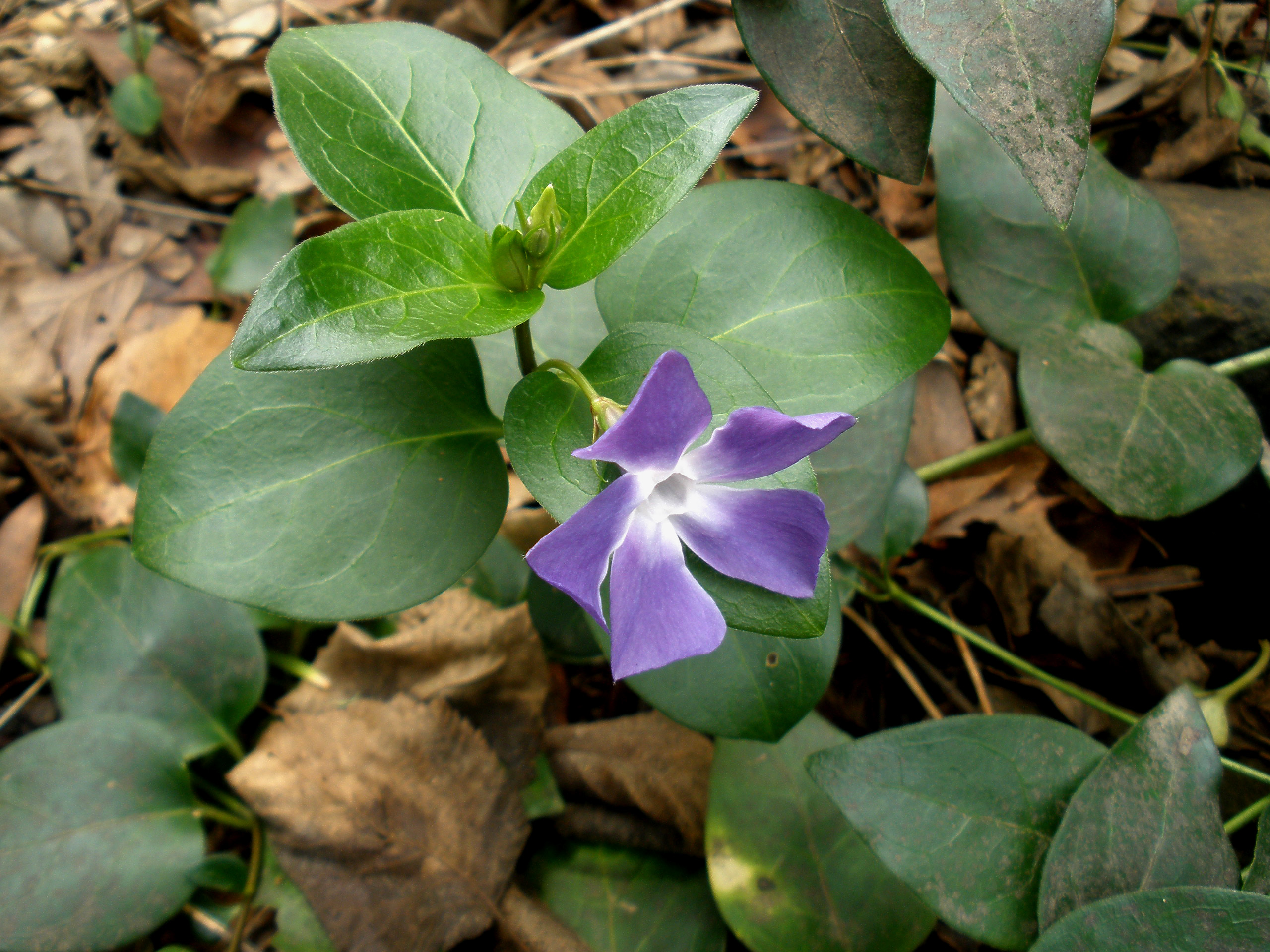 Is Periwinkle Toxic To Cats